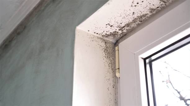 Best Residential Mold Removal  in Dauphin, PA