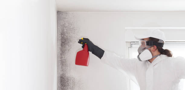 Best Black Mold Removal  in Dauphin, PA