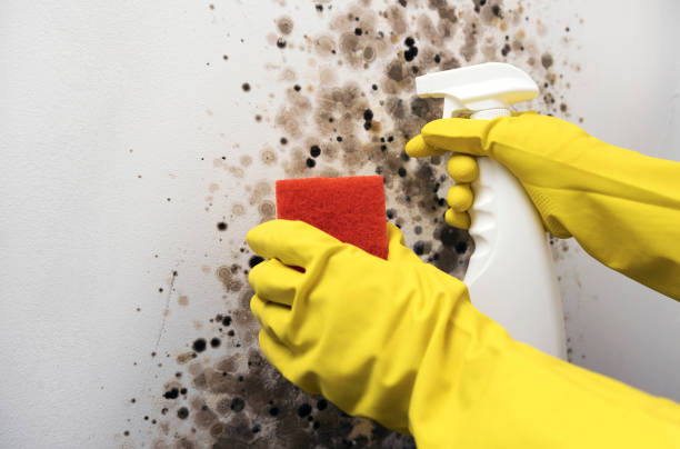 Best Fast Mold Removal  in Dauphin, PA