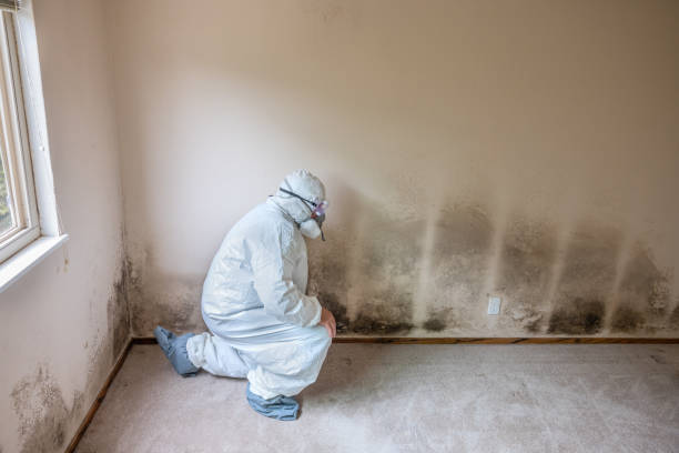 Trusted Dauphin, PA Mold Removal Experts