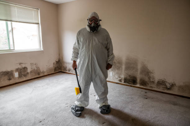 Best Toxic Mold Removal  in Dauphin, PA