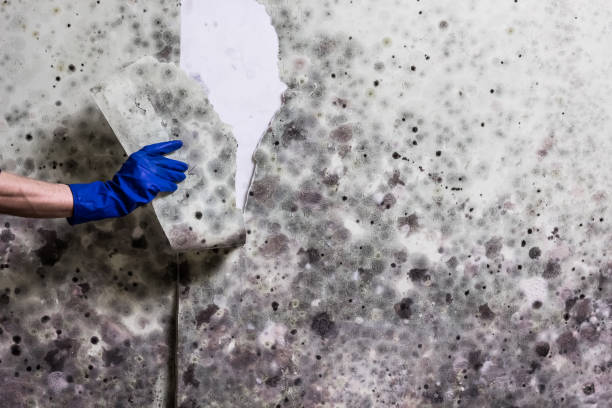 Mold Removal Process in Dauphin, PA