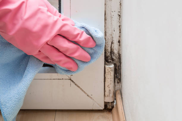 Best Crawl Space Mold Removal  in Dauphin, PA